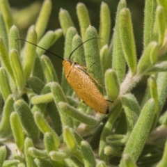 Ellipsidion humerale (Common Ellipsidion) at Lake Ginninderra - 16 Dec 2018 by AlisonMilton