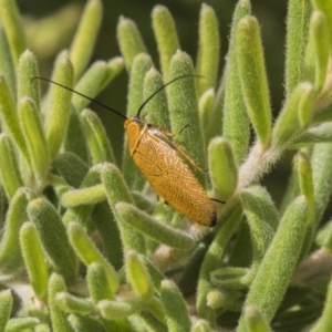 Ellipsidion humerale at Belconnen, ACT - 16 Dec 2018