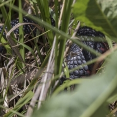 Pseudechis porphyriacus (Red-bellied Black Snake) at Jerrabomberra Wetlands - 16 Dec 2018 by AlisonMilton