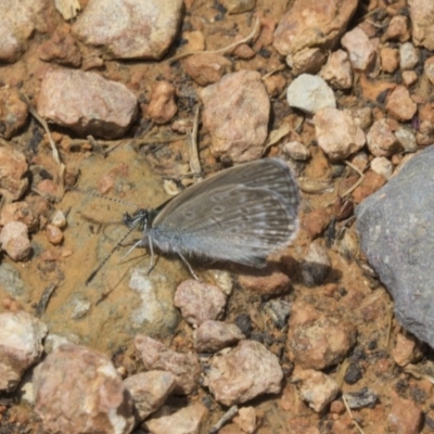 Zizina otis (Common Grass-Blue) at Fyshwick, ACT - 16 Dec 2018 by AlisonMilton