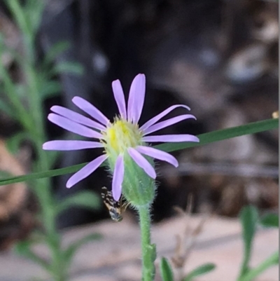 Vittadinia cuneata var. cuneata (Fuzzy New Holland Daisy) at Griffith Woodland - 3 Feb 2019 by AlexKirk