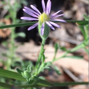 Vittadinia cuneata var. cuneata at Griffith, ACT - 4 Feb 2019