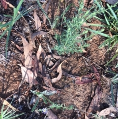 Vittadinia cuneata var. cuneata at Griffith, ACT - 4 Feb 2019