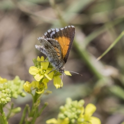 Lucia limbaria (Chequered Copper) at Fyshwick, ACT - 16 Dec 2018 by AlisonMilton