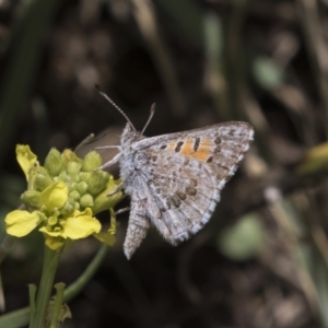 Lucia limbaria at Fyshwick, ACT - 16 Dec 2018 12:07 PM