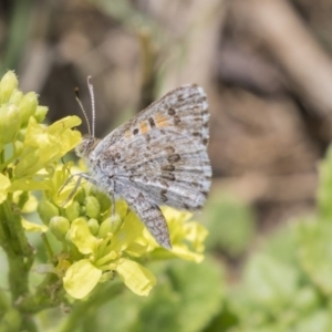 Lucia limbaria at Fyshwick, ACT - 16 Dec 2018