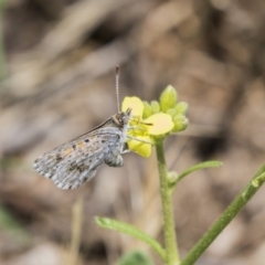 Lucia limbaria at Fyshwick, ACT - 16 Dec 2018 12:07 PM