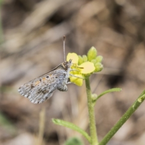 Lucia limbaria at Fyshwick, ACT - 16 Dec 2018 12:07 PM