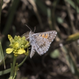 Lucia limbaria at Fyshwick, ACT - 16 Dec 2018 12:07 PM