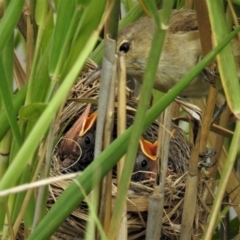 Acrocephalus australis (Australian Reed-Warbler) at Tidbinbilla Nature Reserve - 2 Feb 2019 by JohnBundock