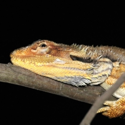 Pogona barbata (Eastern Bearded Dragon) at Mount Ainslie - 2 Feb 2019 by jb2602