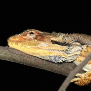 Pogona barbata at Ainslie, ACT - 2 Feb 2019