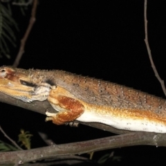 Pogona barbata at Ainslie, ACT - suppressed