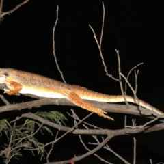 Pogona barbata at Ainslie, ACT - suppressed