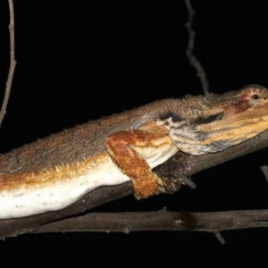 Pogona barbata at Ainslie, ACT - suppressed