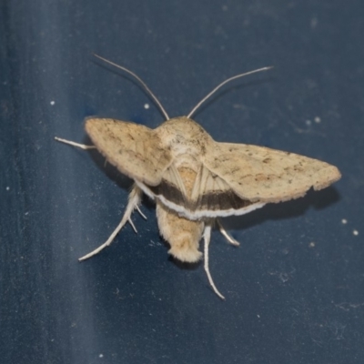 Helicoverpa punctigera (Native Budworm) at Higgins, ACT - 27 Dec 2018 by Alison Milton