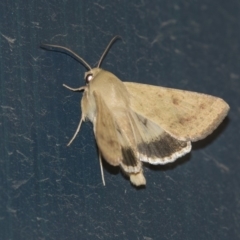 Helicoverpa punctigera at Higgins, ACT - 27 Dec 2018