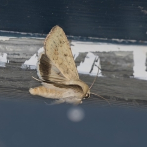 Helicoverpa punctigera at Higgins, ACT - 27 Dec 2018