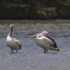 Pelecanus conspicillatus (Australian Pelican) at Nicholls, ACT - 28 Dec 2018 by Alison Milton