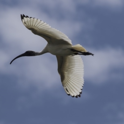 Threskiornis molucca (Australian White Ibis) at Nicholls, ACT - 28 Dec 2018 by AlisonMilton