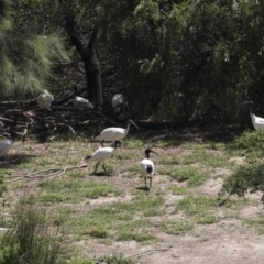 Threskiornis molucca at Nicholls, ACT - 28 Dec 2018 12:02 PM