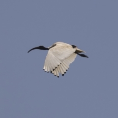 Threskiornis molucca at Nicholls, ACT - 28 Dec 2018 12:02 PM