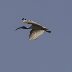 Threskiornis molucca at Nicholls, ACT - 28 Dec 2018 12:02 PM