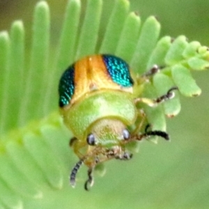 Calomela parilis at Ainslie, ACT - 2 Feb 2019