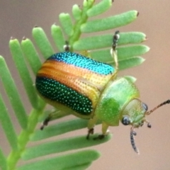 Calomela parilis at Ainslie, ACT - 2 Feb 2019