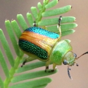 Calomela parilis at Ainslie, ACT - 2 Feb 2019