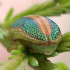 Calomela parilis at Ainslie, ACT - 2 Feb 2019