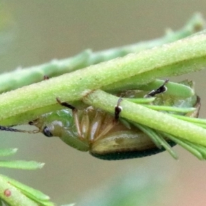 Calomela parilis at Ainslie, ACT - 2 Feb 2019