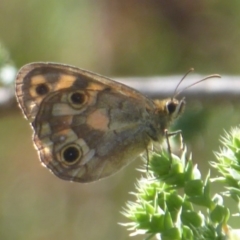 Heteronympha cordace (Bright-eyed Brown) at Paddys River, ACT - 4 Feb 2019 by Christine