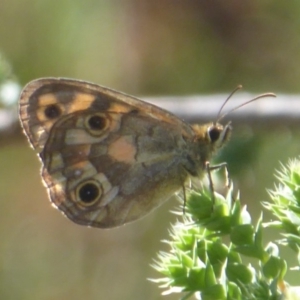 Heteronympha cordace at Paddys River, ACT - 4 Feb 2019 10:56 AM