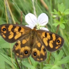 Heteronympha cordace at Paddys River, ACT - 4 Feb 2019 10:56 AM