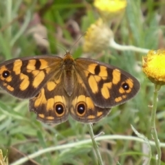 Heteronympha cordace at Paddys River, ACT - 4 Feb 2019