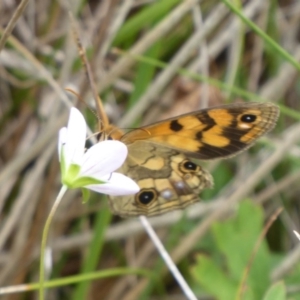 Heteronympha cordace at Paddys River, ACT - 4 Feb 2019 10:56 AM