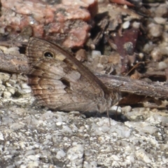 Geitoneura klugii (Marbled Xenica) at Paddys River, ACT - 4 Feb 2019 by Christine