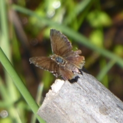 Neolucia agricola (Fringed Heath-blue) at Paddys River, ACT - 4 Feb 2019 by Christine