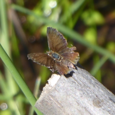 Neolucia agricola (Fringed Heath-blue) at Gibraltar Pines - 3 Feb 2019 by Christine