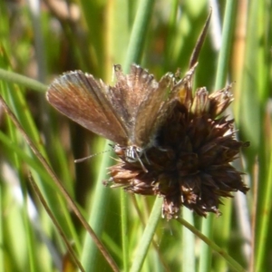 Neolucia agricola at Paddys River, ACT - 4 Feb 2019