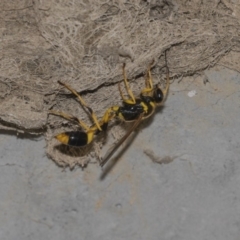 Sceliphron laetum (Common mud dauber wasp) at Gungahlin Pond - 28 Dec 2018 by Alison Milton