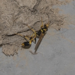 Sceliphron laetum at Nicholls, ACT - 28 Dec 2018 12:42 PM