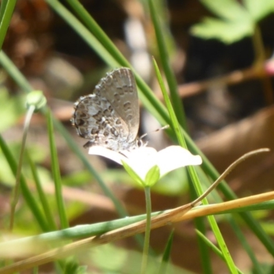 Neolucia hobartensis (Montane Heath-blue) at Paddys River, ACT - 4 Feb 2019 by Christine