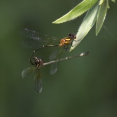 Nososticta solida (Orange Threadtail) at Gungahlin Pond - 28 Dec 2018 by AlisonMilton