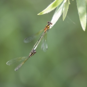 Nososticta solida at Nicholls, ACT - 28 Dec 2018