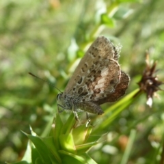 Neolucia hobartensis (Montane Heath-blue) at Paddys River, ACT - 3 Feb 2019 by Christine