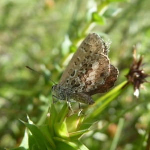 Neolucia hobartensis at Paddys River, ACT - 4 Feb 2019