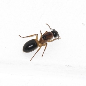 Camponotus consobrinus at Higgins, ACT - 28 Dec 2018