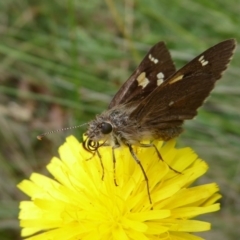 Hesperilla donnysa (Varied Sedge-skipper) at Tharwa, ACT - 4 Feb 2019 by Christine